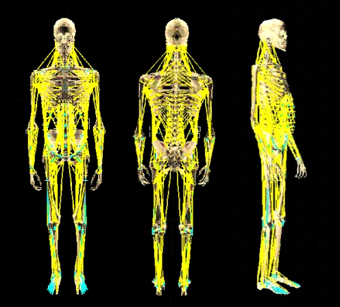 Musculoskeletal Human Model