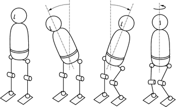 ordinary hip joint