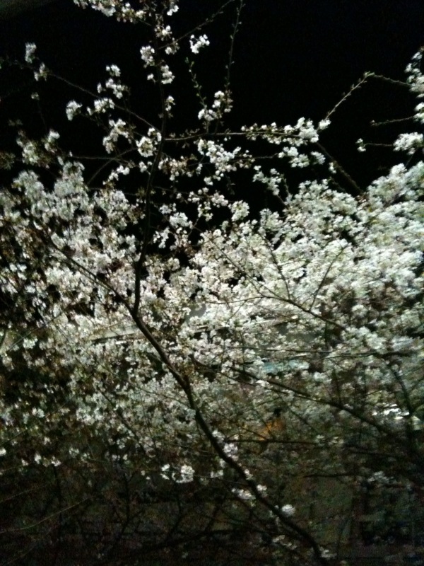 cherry-in-full-bloom